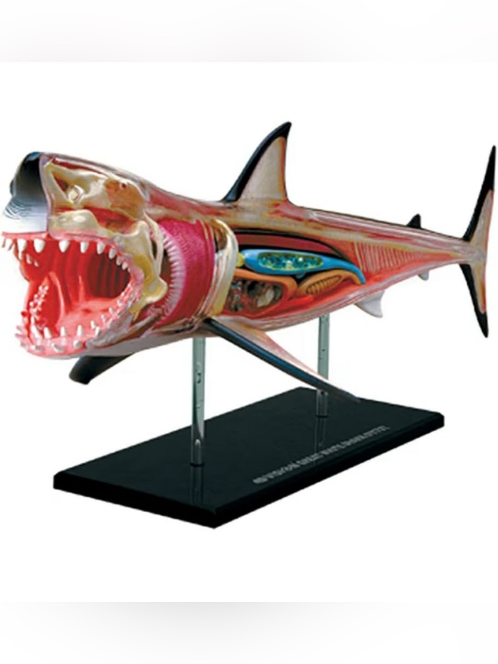 4D Vision Great White Shark Anatomy Model - New In Box perfect for SHARK WEEK